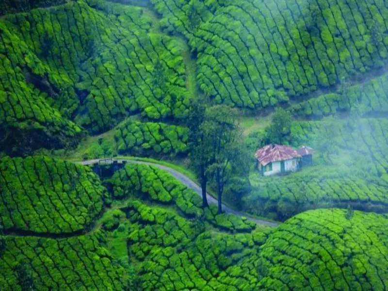 The Club Munnar Otel